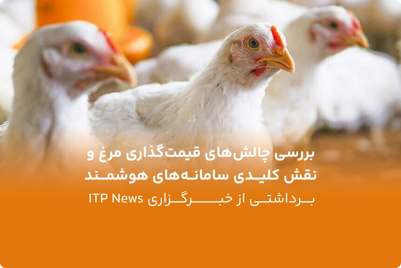 بررسی چالشهای قیمتگذاری مرغ و نقش کلیدی سامانههای هوشمند